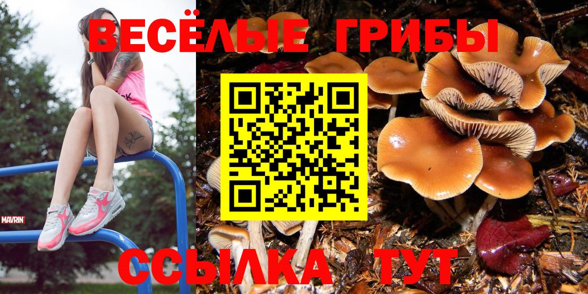 Псилоцибиновые грибы Psilocybine cubensis Артёмовский